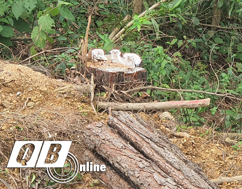 Lợi dụng dự án để phá rừng thông