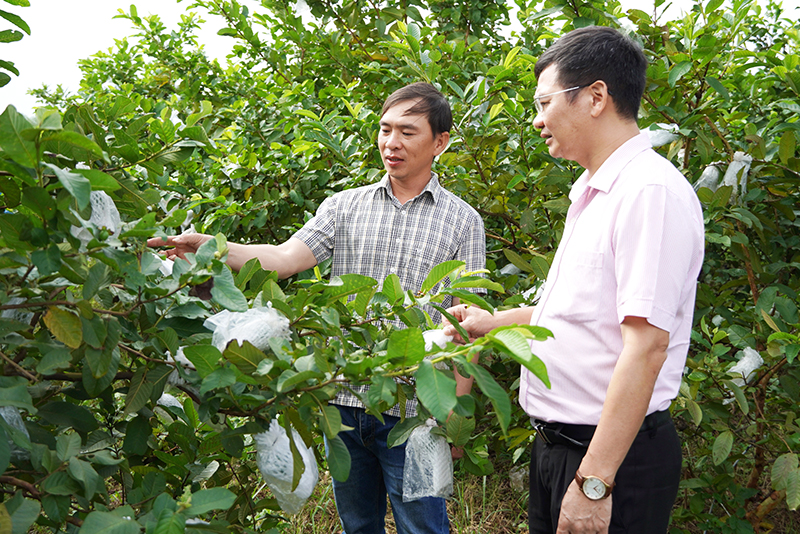 Vốn chính sách tạo đà phát triển sản phẩm OCOP