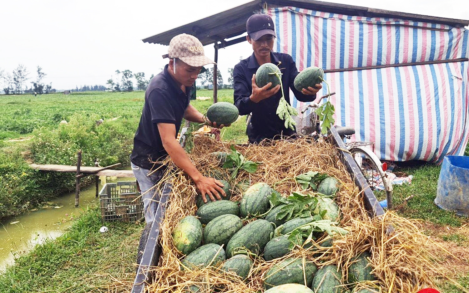 Quảng Ninh: Chuyển đổi cơ cấu cây trồng nâng cao hiệu quả kinh tế