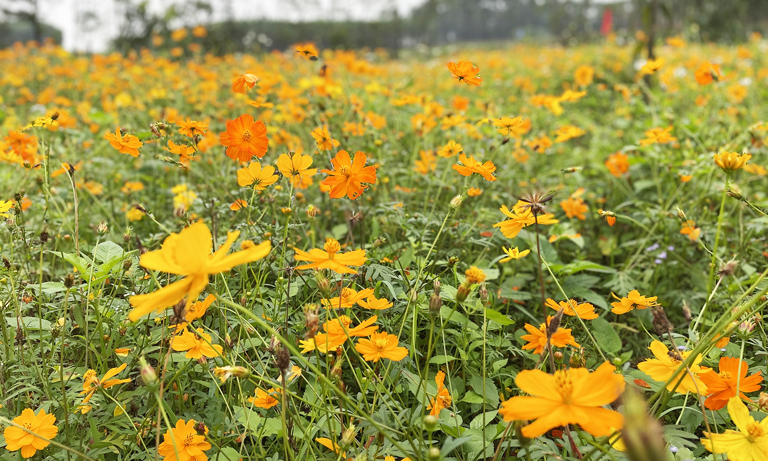 Người Quảng Bình