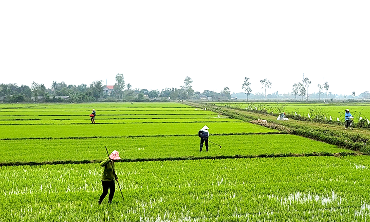 Xuân ra đồng... Tết đoàn viên