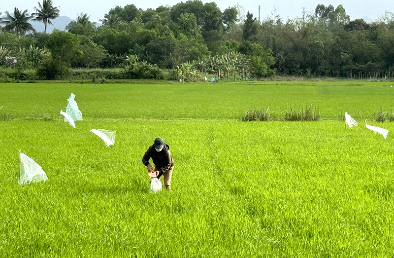 Chăm sóc, bảo vệ lúa đông-xuân