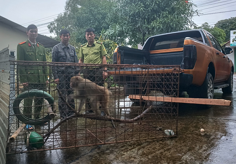 Lệ Thủy: Thả các cá thể động vật hoang dã về môi trường tự nhiên