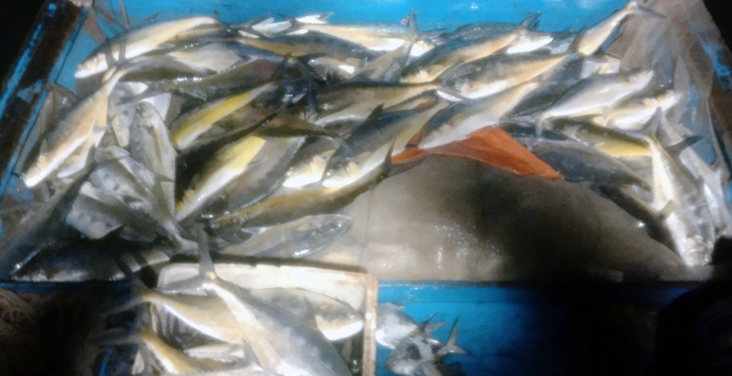 Quảng Trạch: Một ngư dân trúng luồng cá bè hơn 350kg