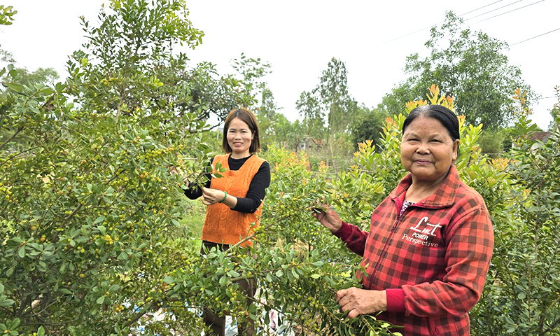 "Lộc rừng"