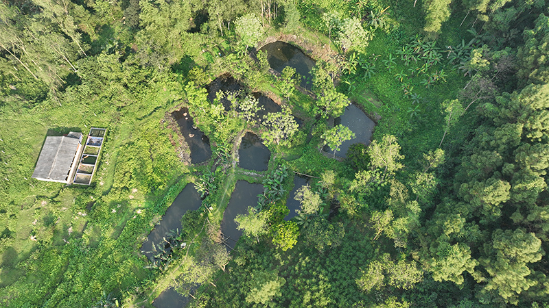 Cải xoong Phong Hóa