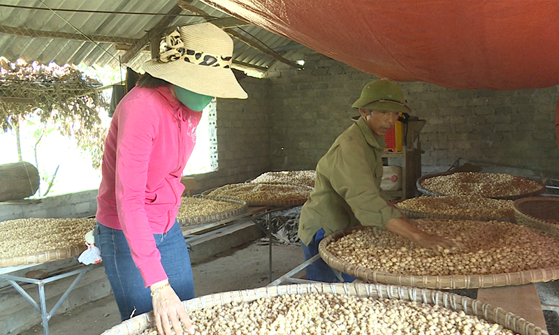 Nông dân Quảng Thạch phấn khởi vì được mùa nén