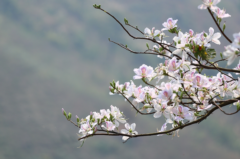 Lạc giữa vườn Nhân