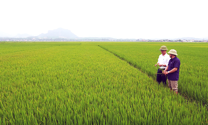 Chuỗi liên kết sản xuất - "chìa khóa" nâng cao giá trị nông sản