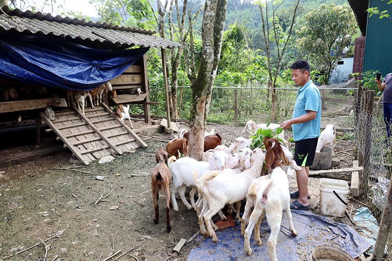 Những đàn dê "xóa nghèo"