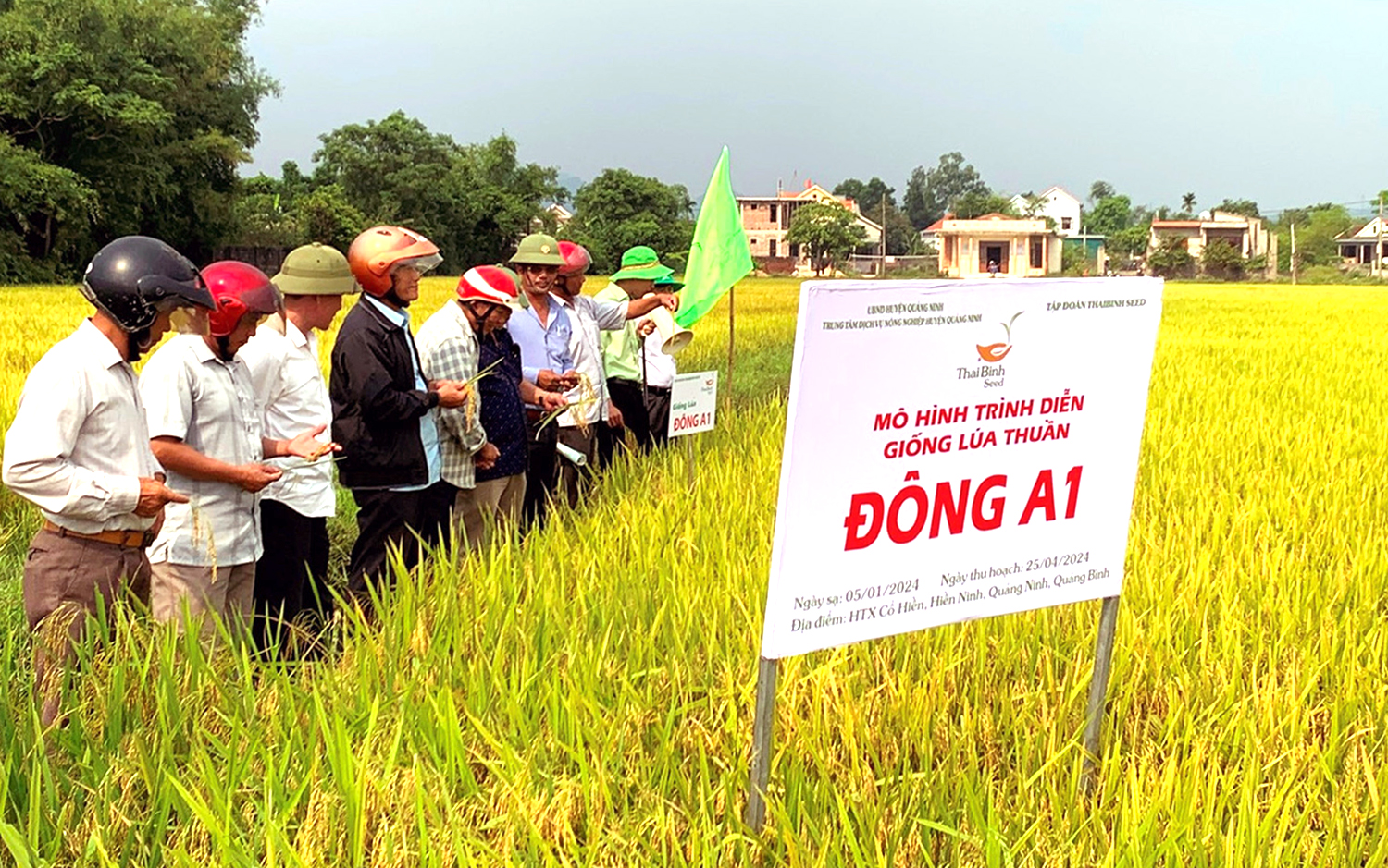 Hội thảo đầu bờ giống lúa mới Đông A1