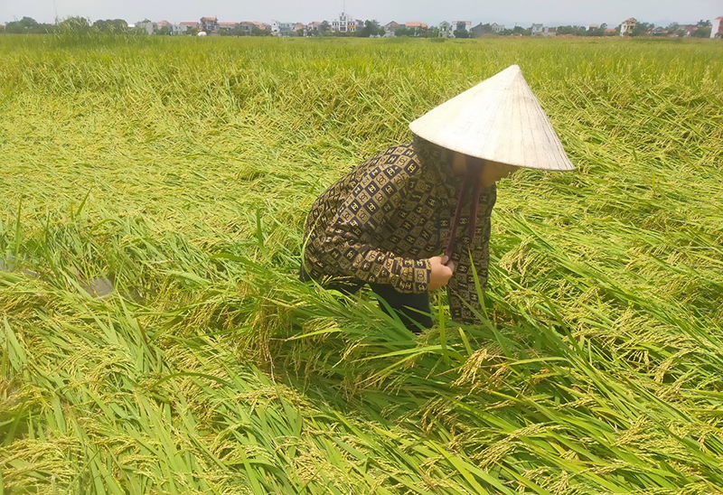 Lệ Thủy: Mưa gió làm khoảng 1.500ha lúa đông-xuân bị đổ ngã