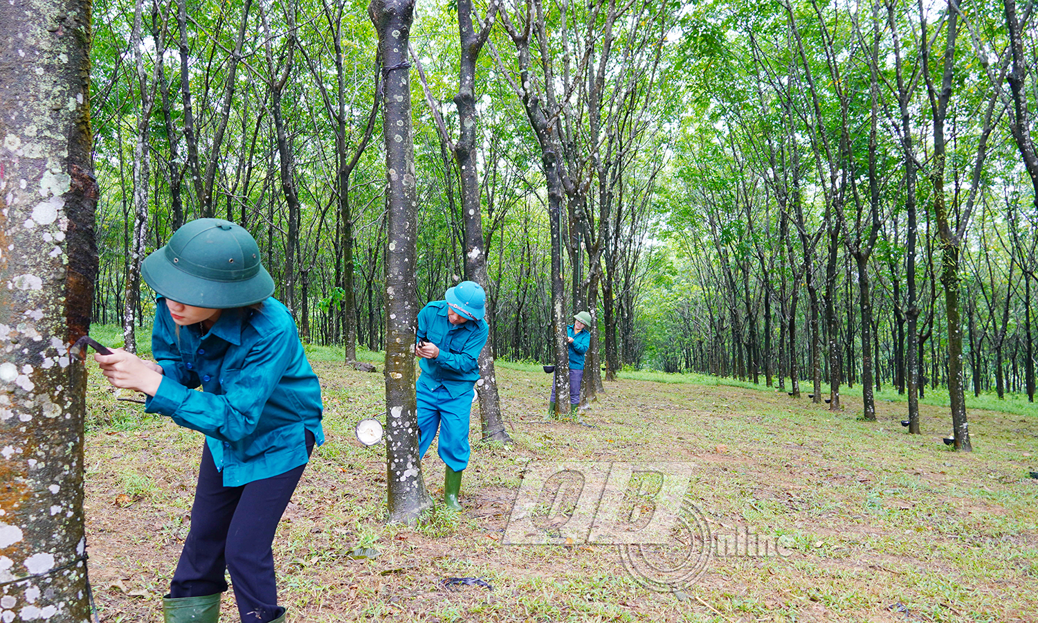 Công ty TNHH MTV Lâm công nghiệp Long Đại: Ra quân khai thác mủ cao su năm 2024