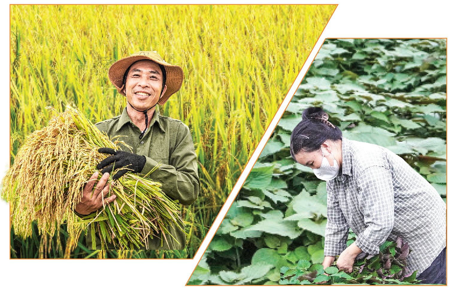 Định danh vùng trồng: Hướng đến nền nông nghiệp bền vững