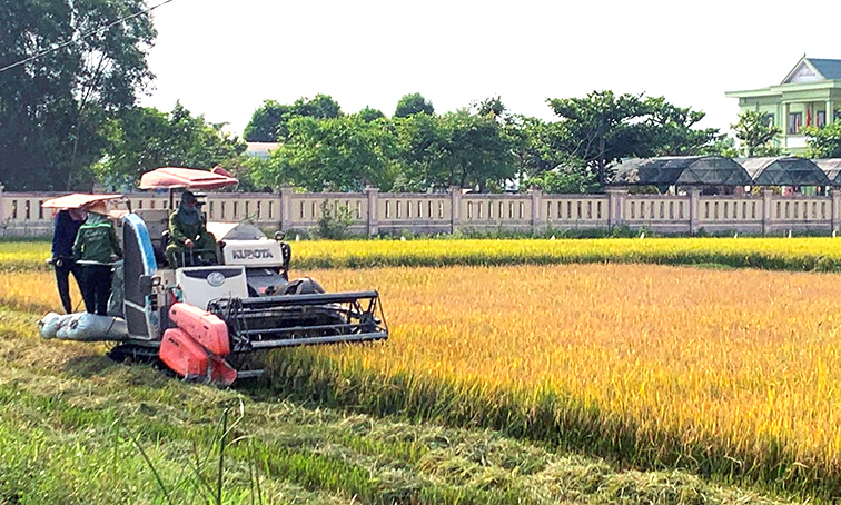 "Thắng lợi kép" vụ đông-xuân