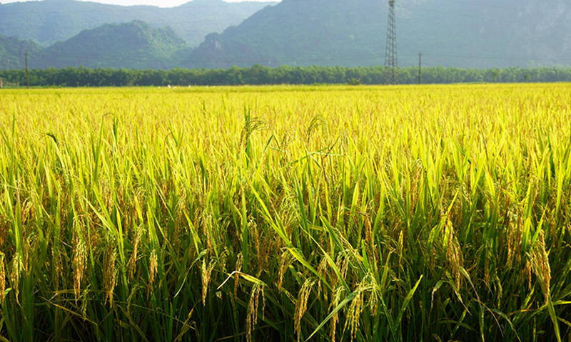Hỗ trợ 1 tỷ đồng thực hiện chuyển đổi số ngành Nông nghiệp