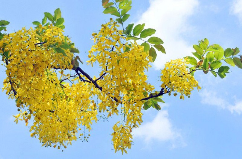 Phác thảo chào mùa hạ