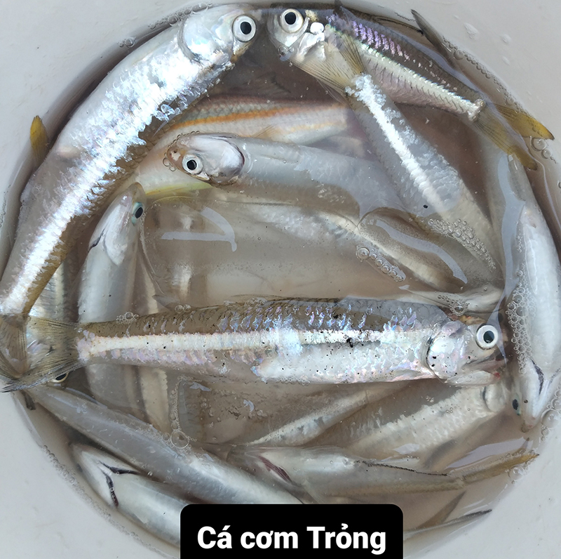 Con cá cơm trỏng và mồi câu... giả