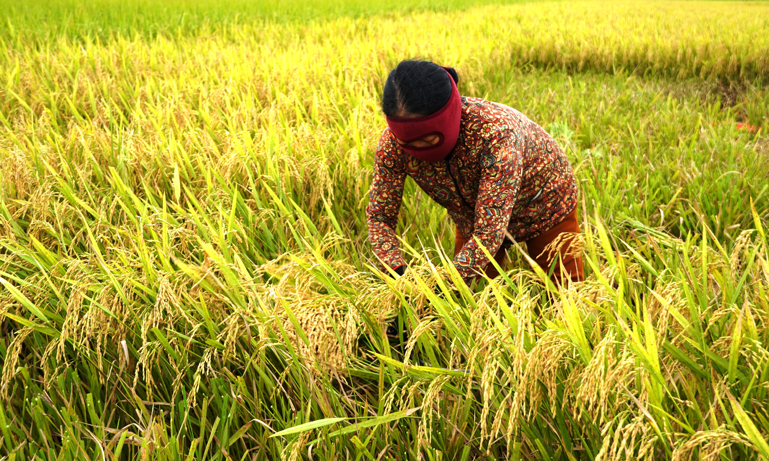 Hơn 6.000ha thực hiện liên kết sản xuất gắn với tiêu thụ nông sản