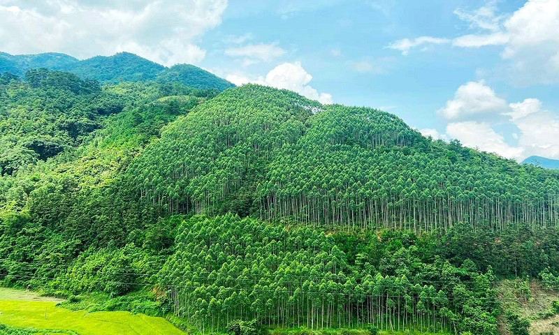 Nâng cao chất lượng rừng nhằm bảo tồn hệ sinh thái rừng và phòng, chống thiên tai