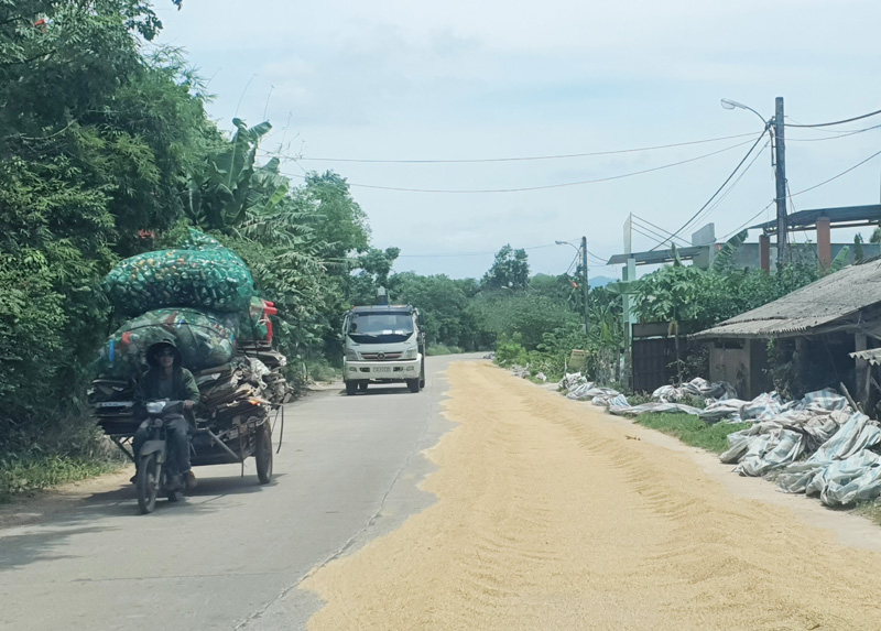 Chấn chỉnh tình trạng người dân phơi lúa trên đường giao thông