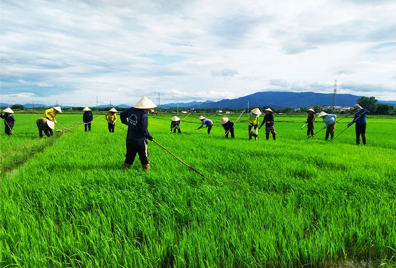 Phụ nữ Bố Trạch giúp công ngày mùa