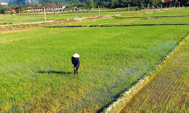 Toàn tỉnh cơ bản hoàn thành gieo trồng lúa hè-thu