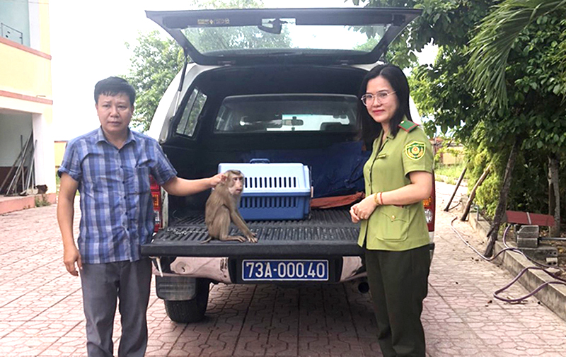 Quảng Trạch: Người dân tự nguyện giao nộp cá thể khỉ đuôi lợn quý hiếm