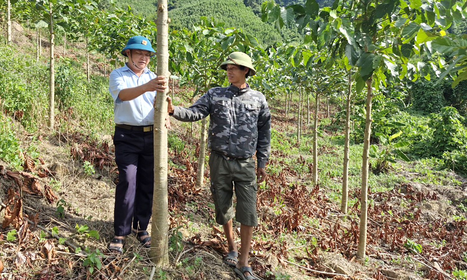 "Góp một cây để có rừng"