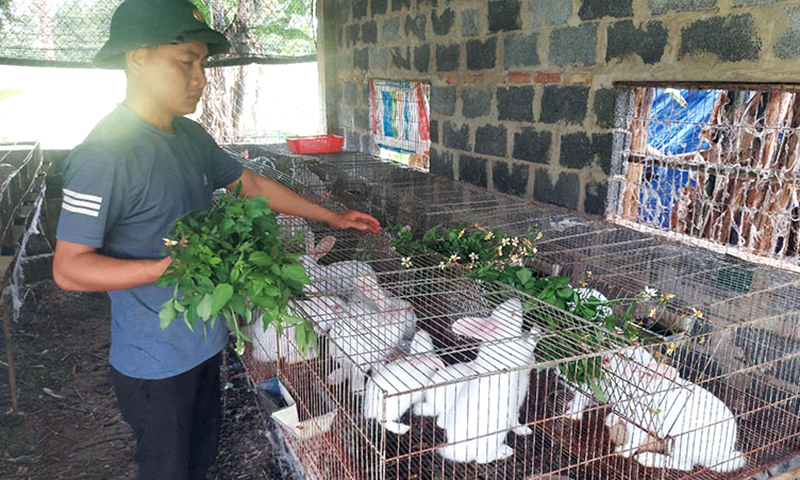 Vốn vay chính sách thúc đẩy phát triển nông nghiệp