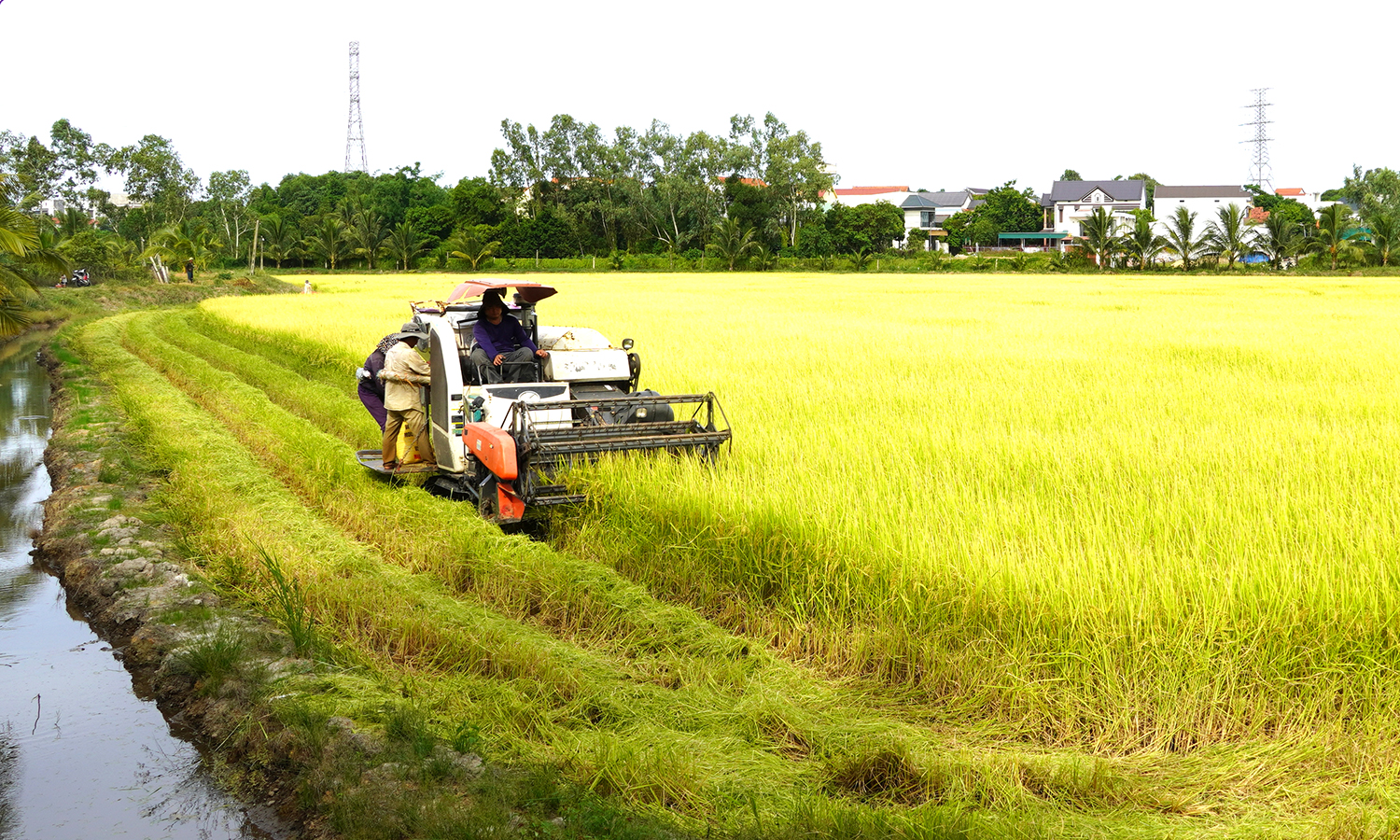 "Vụ lúa vàng"