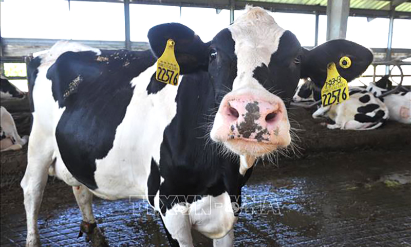 Phát hiện mới về vật chủ lây truyền virus cúm H5N1 sang người