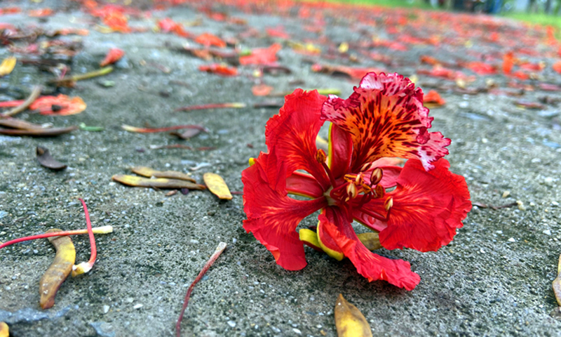 Cuối mùa phượng nở