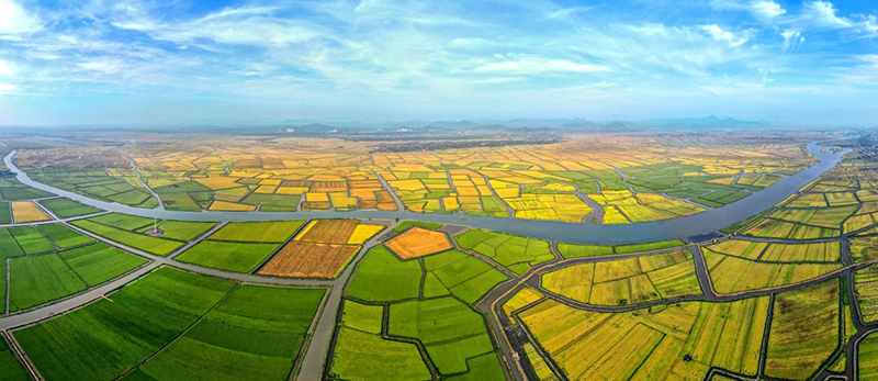 Nhớ tiếng chim gọi về