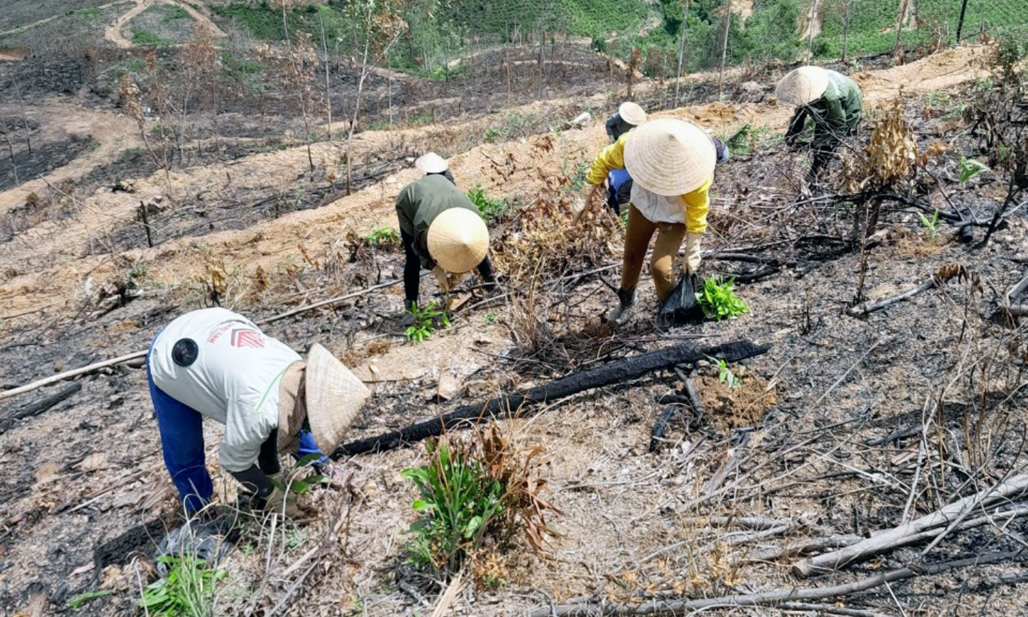 Quảng Ninh: Trồng mới gần 300ha rừng tập trung