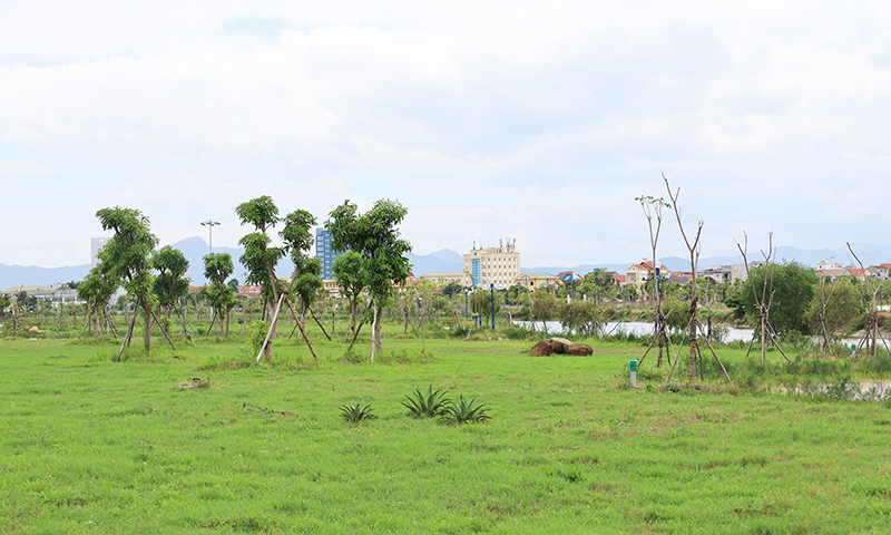 Tăng cường bảo đảm an toàn trong quản lý cây xanh đô thị