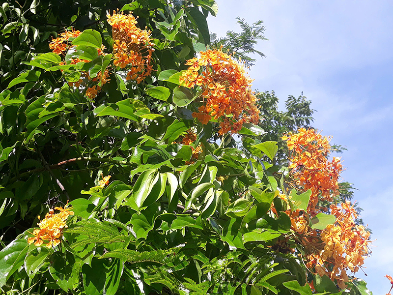 Mùa hoa chạc quạch