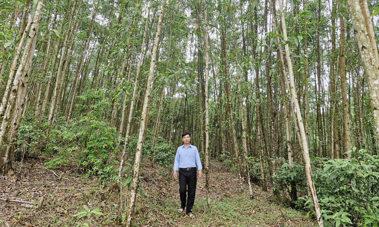 "Hộ chiếu" cho gỗ rừng trồng