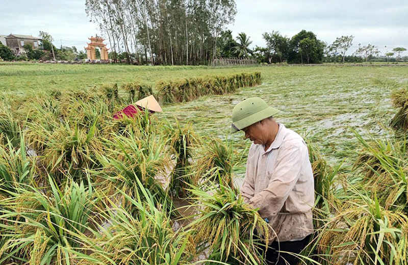 Cánh đồng sau bão