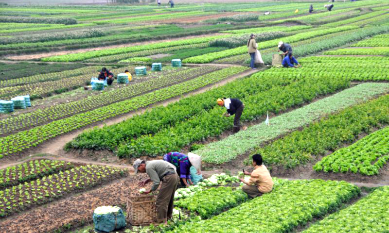 Triển khai các biện pháp phục hồi sản xuất nông nghiệp sau mưa lũ
