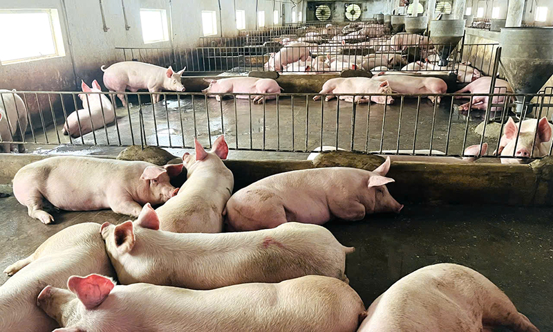 Bảo đảm vệ sinh môi trường trong chăn nuôi