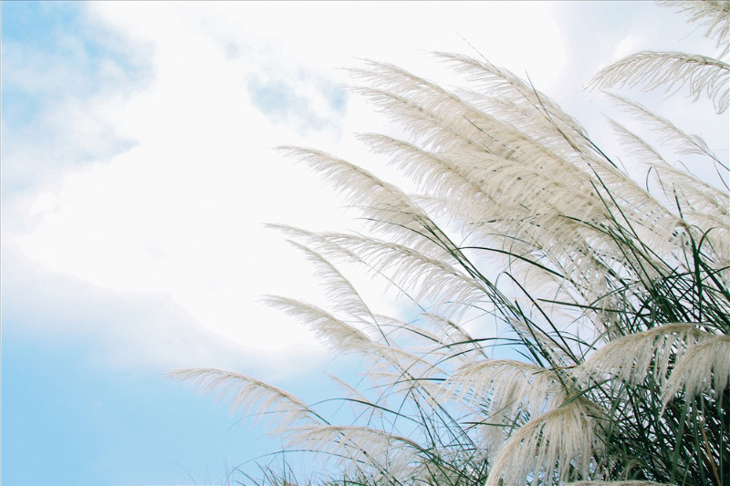 Cỏ lau miền nhớ