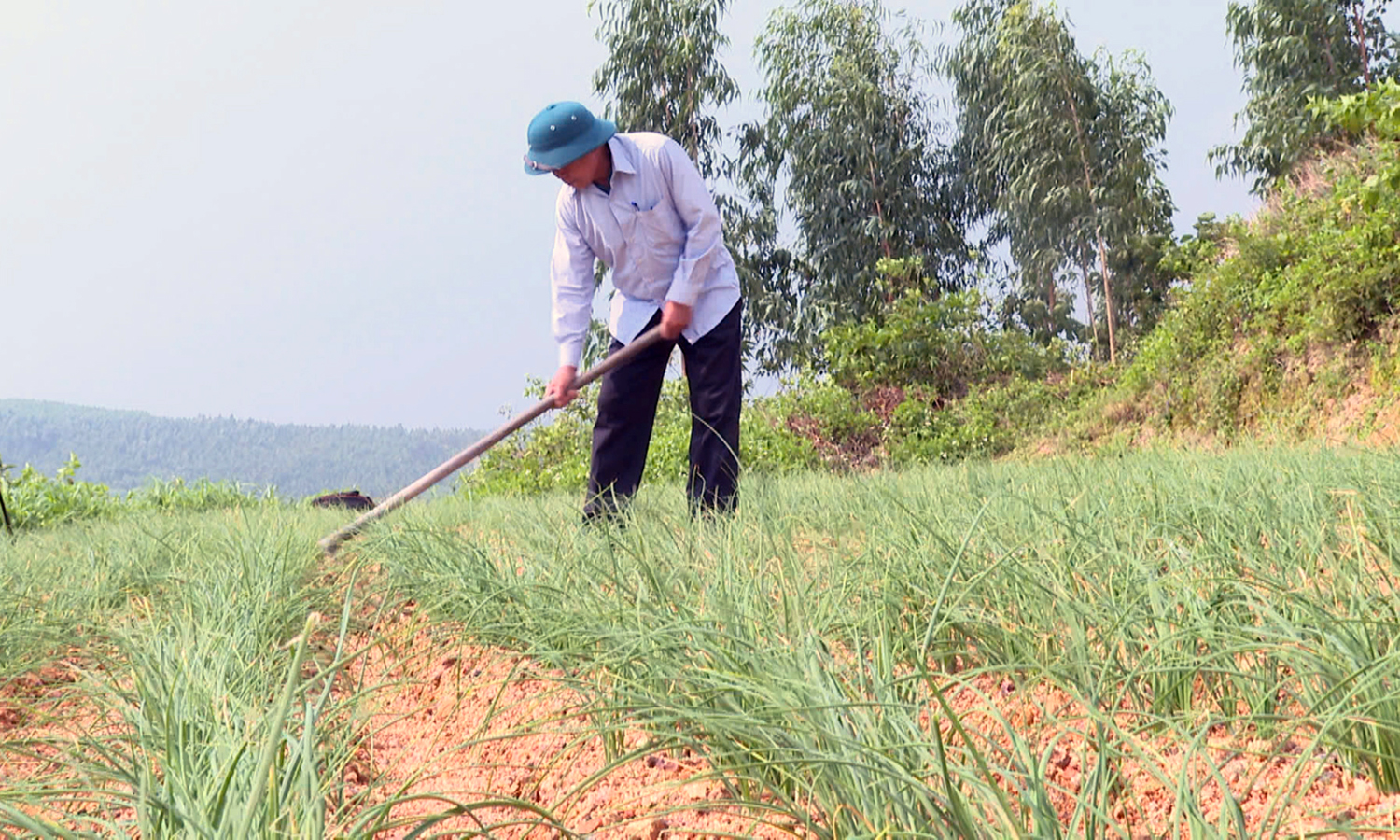 Sản xuất cây vụ đông phục vụ thị trường Tết