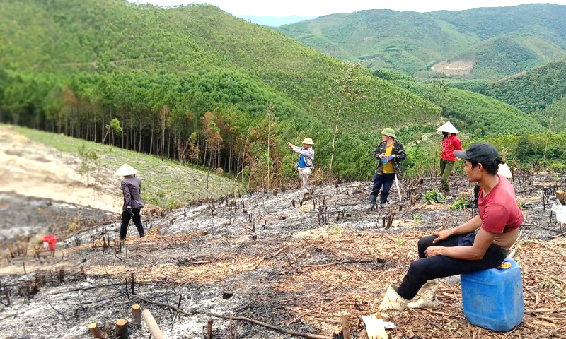 Vào mùa trồng rừng