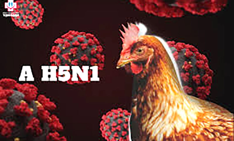 Giới khoa học lo ngại ca H5N1 có dấu hiệu thích nghi với người