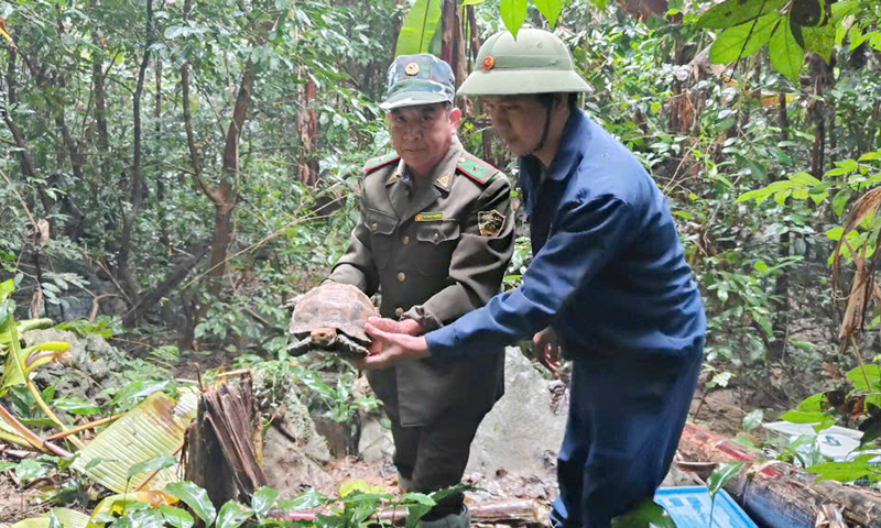 Thả động vật hoang dã về môi trường tự nhiên