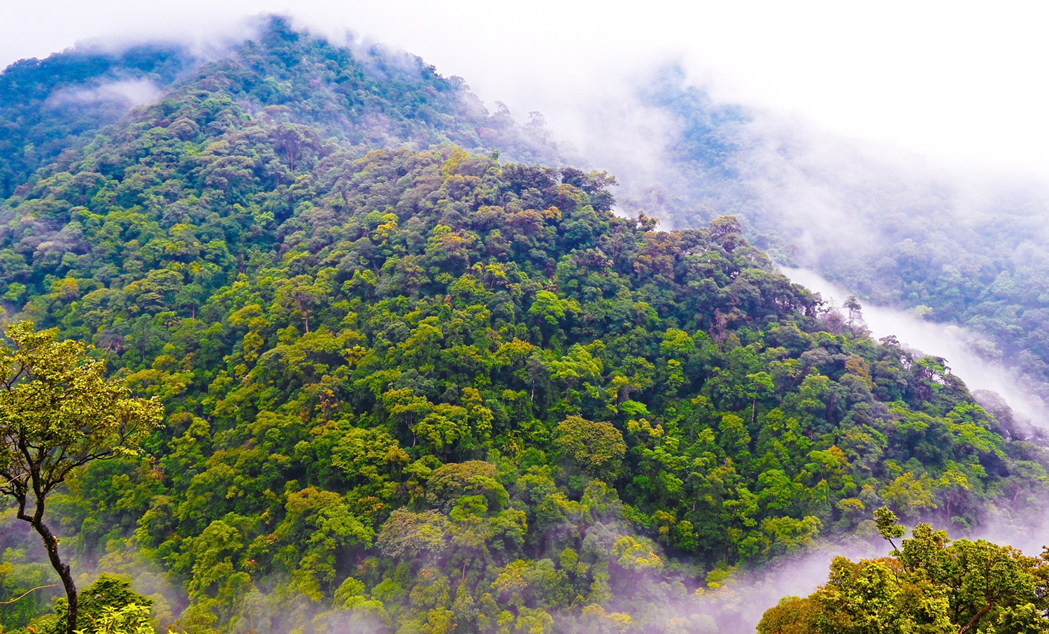 Chú trọng công tác bảo tồn, đa dạng sinh học