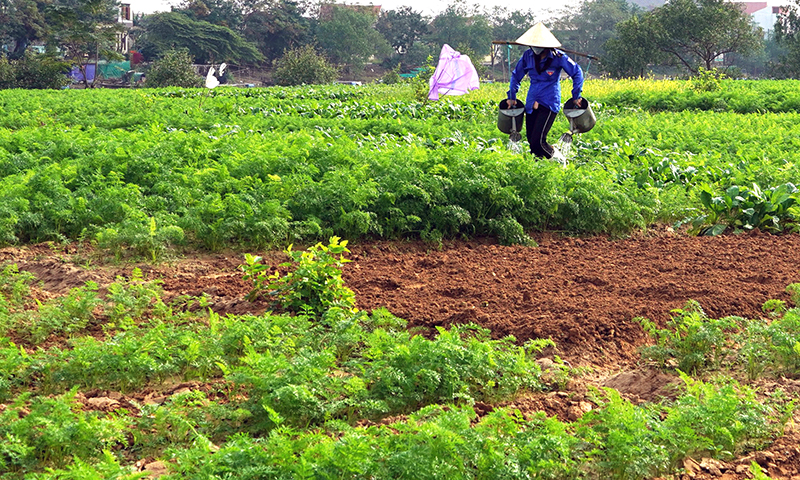 Quảng Ninh: Sẵn sàng nguồn nông sản phục vụ Tết