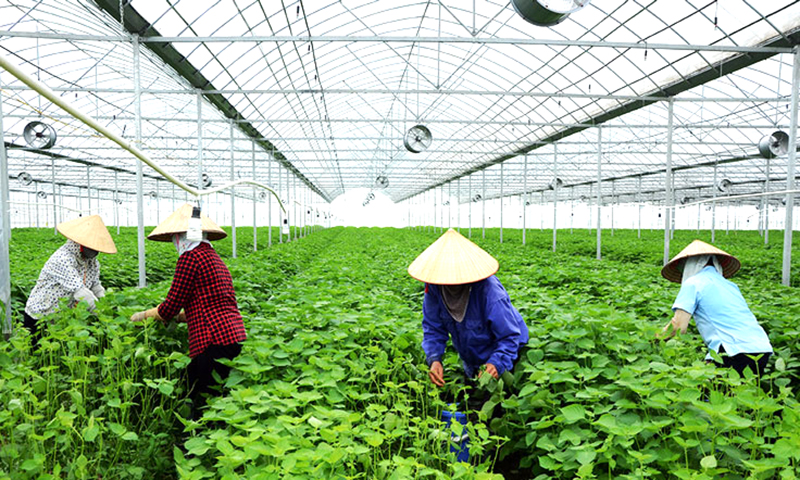 Áp dụng dịch vụ công trực tuyến trong lĩnh vực xây dựng thuộc thẩm quyền của Sở Nông nghiệp-PTNT