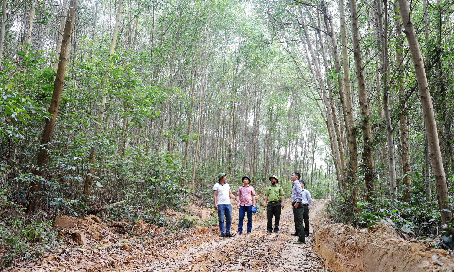 Nâng cao chất lượng, hiệu quả trồng rừng